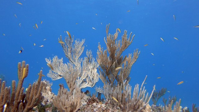 Proponen ambicioso plan para salvar la Reserva de la Biósfera Seaflower