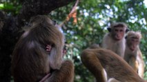 Monkeys sharing food 2021