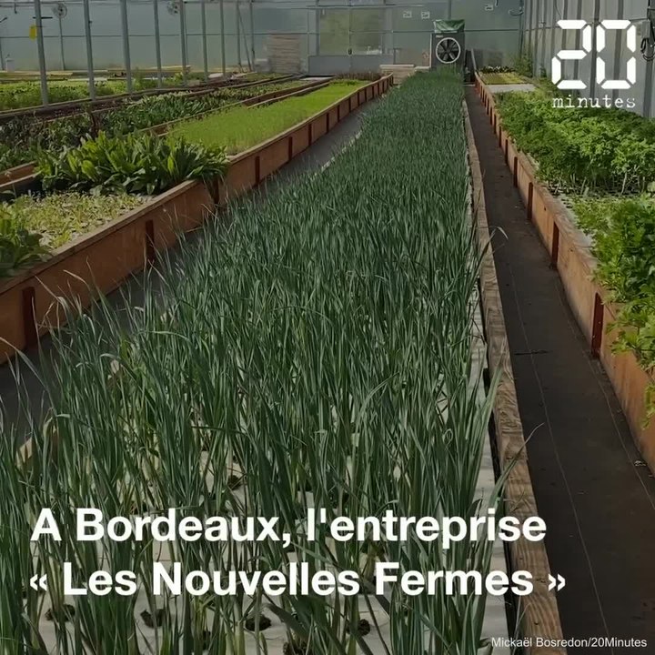 Bordeaux : L'une des plus grandes fermes en aquaponie d'Europe se prépare