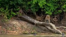 Ariranha Apanhando Peixe E Desafiando Onça-Pintada // Orcas Caçando Focas E Leões-Marinhos