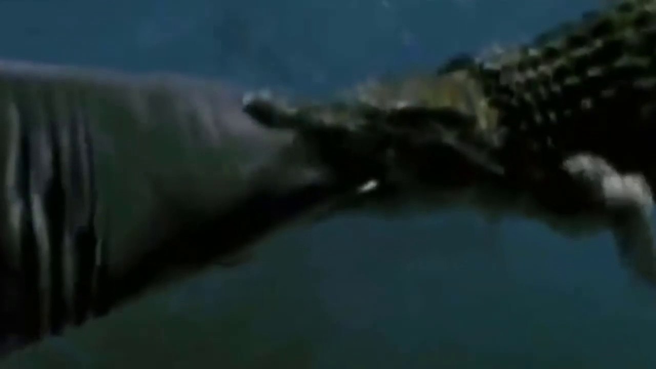 Crocodilo-De-Água-Salgada Enfrenta Tubarão Branco // Serpente Apanha Morcego