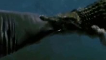 Crocodilo-De-Água-Salgada Enfrenta Tubarão Branco // Serpente Apanha Morcego