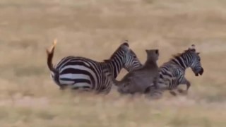 Guepardos No Encalço De Zebras // Macacos Perante Serpentes // Raia-Diabo Em Fantásticos Voos