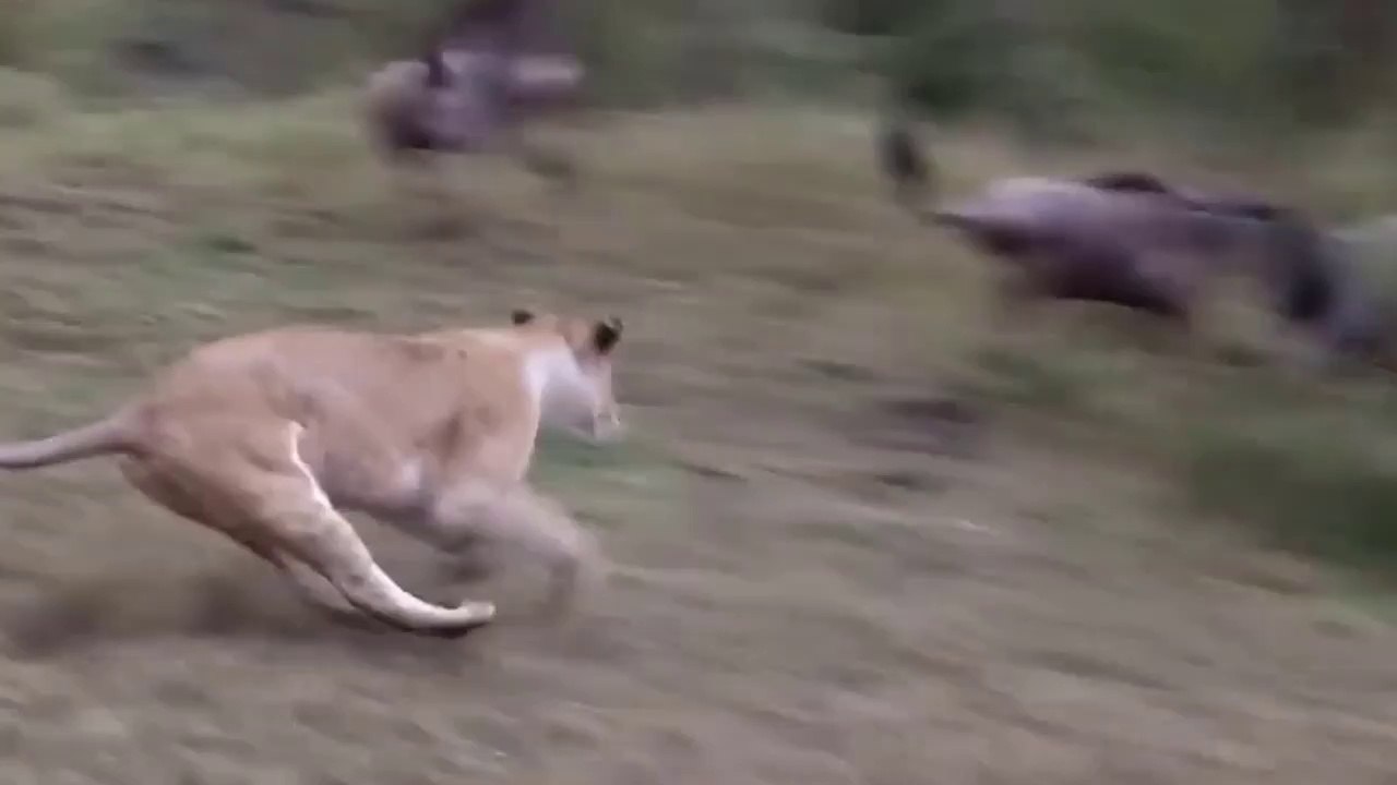 Leoa Faz Excelente Caçada // O Mundo Das Suricatas Onde Escorpião É Petisco // Piton Bem Castigada