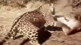Pumas Ao Ataque Vs Guanaco, Leopardo, Urso, Preguiça // Cobras-d'Água Apanhando E Devorando Peixe