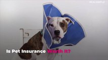 Is Pet Insurance Worth It? Here Are the Pros and Cons to Consider