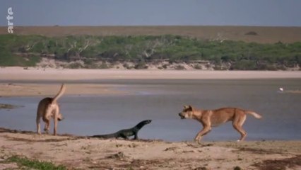 Australie, instincts de survie - Rivages