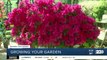 Growing Your Garden: When to prune your azaleas
