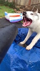 Dog Has Slow Motion Face Off Against Leaf Blower