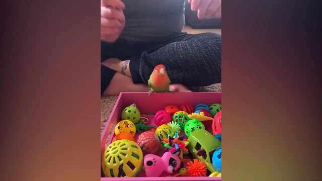 Didn'T Think Birds Could Be Funnier Than Cats? Then Watch This! Funny Animal Compilation