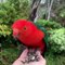 Baby Animals  Funny Parrots And Cute Birds Compilation (2021) Loros Adorables Recopilación #6
