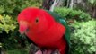 Baby Animals  Funny Parrots And Cute Birds Compilation (2021) Loros Adorables Recopilación #6