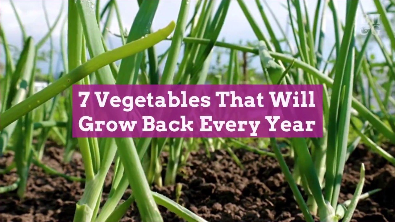 7 Vegetables That Will Grow Back Every Year