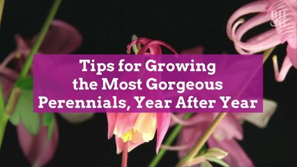 Tips for Growing the Most Gorgeous Perennials, Year After Year