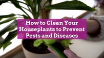 How to Clean Your Houseplants to Prevent Pests and Diseases