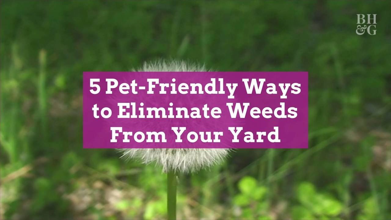 5 PetFriendly Ways to Eliminate Weeds From Your Yard video Dailymotion