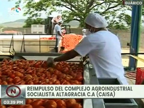 Guárico | Complejo Agroindustrial Socialista (CAISA) ha producido 39 millones de kilos de tomate