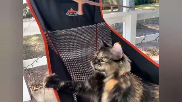 Crazy Cat -Cute And Funny Cat Videos To Keep You Smiling!2021| Yufus