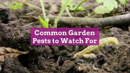10 Common Garden Pests to Watch for and How to Get Rid of Them