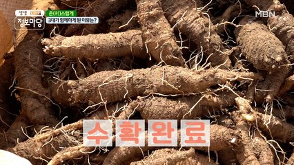 더덕 수확 후 선별과 판매를 한 번에! ﾍ(￣ー￣)ﾉ