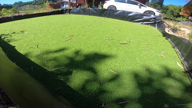 แหนแดง กับคำถามที่พบบ่อย รวบรวมมาไว้ในคลิปนี้