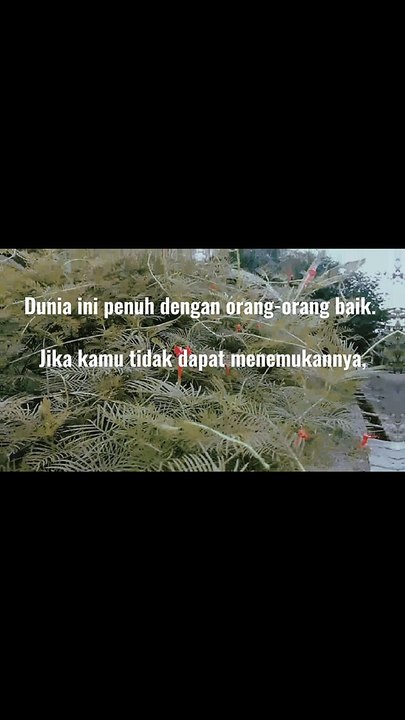 Sari Temulawak Beruap