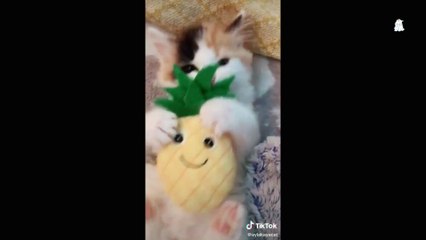 Babys Cats Mewing Funny Videos