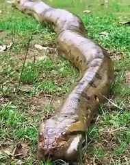 Un paresseux rampe sans crainte devant un anaconda