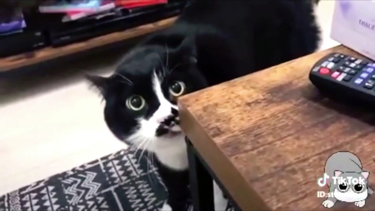 cat funny compiation#9