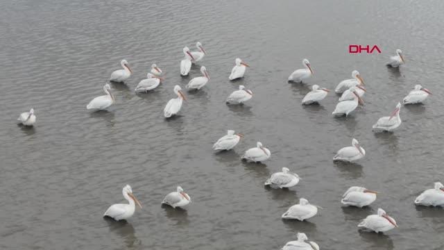 KARS KUYUCUK KUŞ CENNETİ TEPELİ PELİKANLARI AĞIRLADI