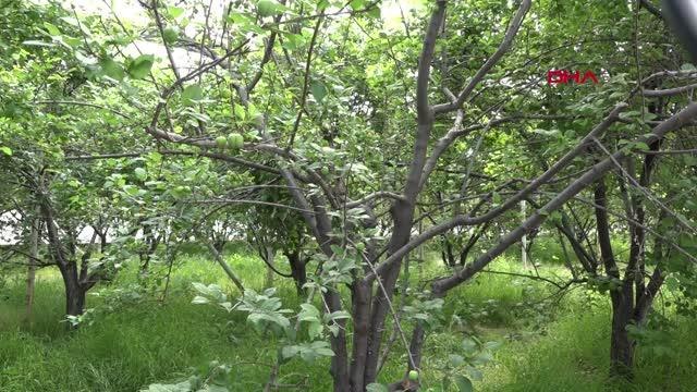 800 LİRADAN SATILAN ERİĞİN KİLOSU, REKOLTEYLE 50 LİRAYA KADAR DÜŞTÜ