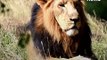 Gir National Park: An Abode For Asiatic Lions