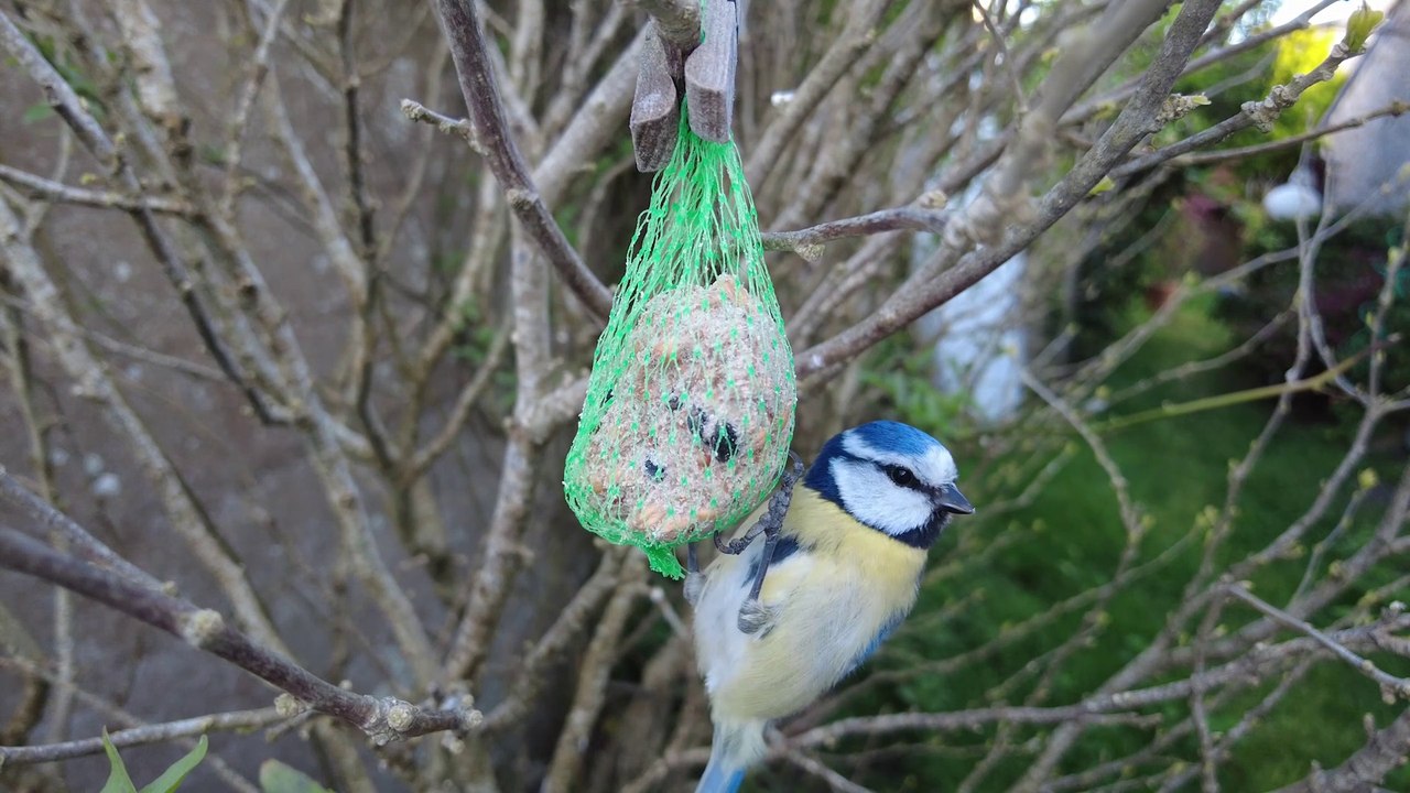 2021 Ar vunutenn zen, Pennig-glaou e-barzh al liorzh - La minute zen, Mésange bleue dans le jardin * Trigone Production