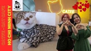 VIETNAM | Visiting This Cool Cat Coffee Shop | Cafe Mèo Catfe | CATFE Cafe | Saigon | Cats