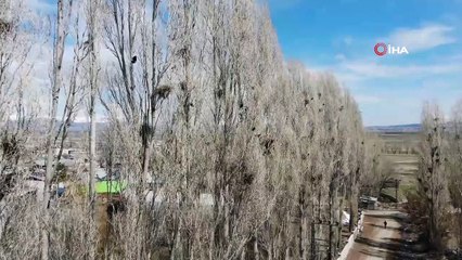 İstilacı kargalar köylülerin çilesi oldu