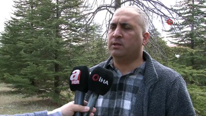 Kuzey Amerika kökenli istilacı böcek, Doğu Anadolu'ya giriş yaptı