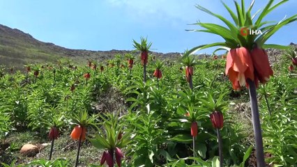 Sarp dağlarda yetişen ters laleler göz kamaştırıyor