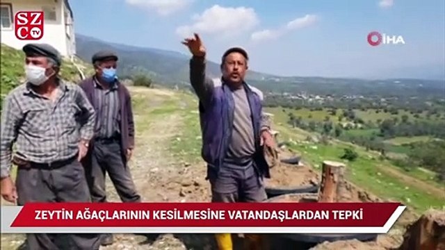 Bozdoğan’da kesilen zeytin ağaçları için vatandaşlar tepkili
