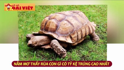 Mơ thấy rùa có tỉ lệ trúng cao nhất