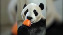 Selfie çekerek dondurma yiyen panda kamerada