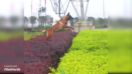 a dog flying in the sky