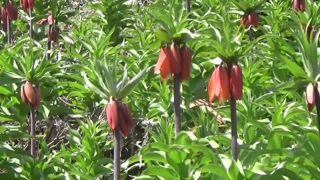 Doğa harikası ters laleler çiçek açtı