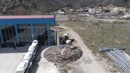 Leylekler Kızılcahamam'da yuva yapmaya başladı