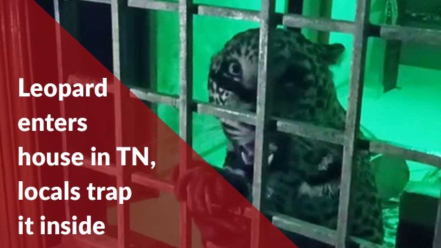 Video: Leopard enters home in TN, trapped by local residents
