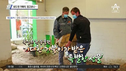 보드 탄 거북이, 알고보니…
