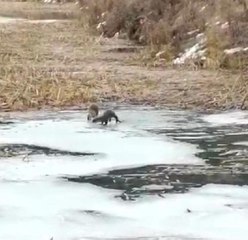 Safranbolu'da 3 samuru görüldü