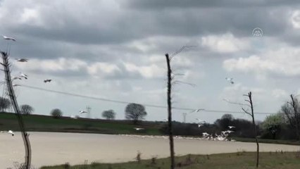 KIRKLARELİ - Göç eden pelikanlar güzel görüntüler oluşturdu