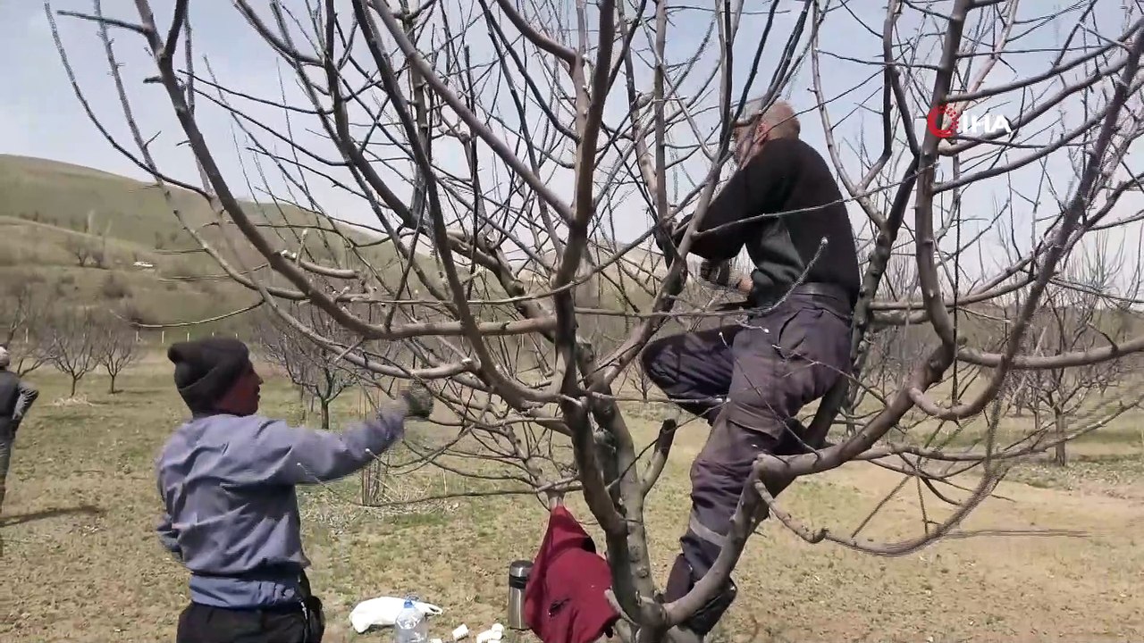 Mevsimlik işçilerin ağaç budama mesaisi