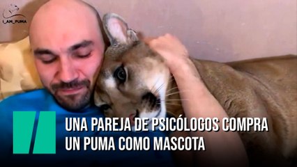 Una pareja de psicólogos compra un puma como mascota | El HuffPost Virales