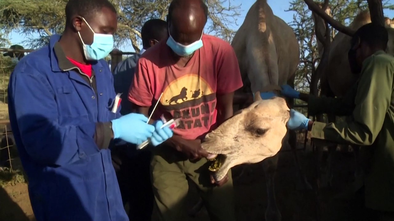 Forschende untersuchen Coronavirus MERS bei Kamelen